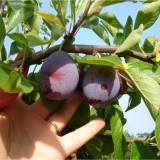 Kada i kako ubrati šljivu sa drveta?